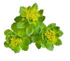 rhodiole rhodiola rosea